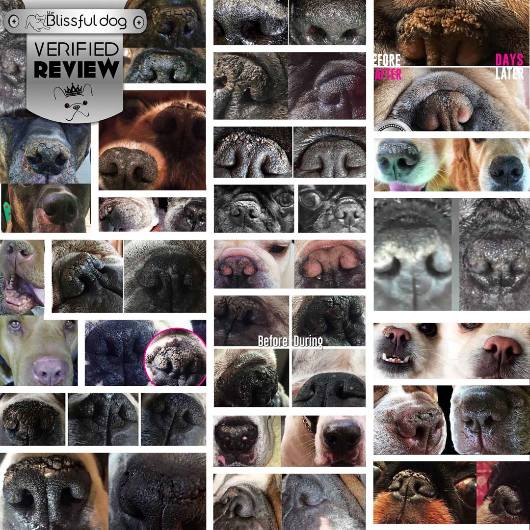 Before and after collage of dry, cracked dog noses soothed with Nose Butter