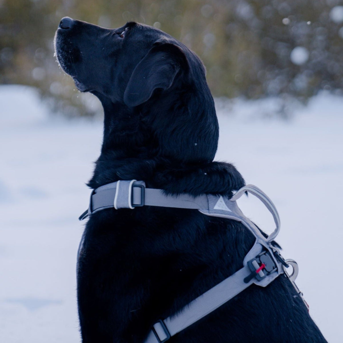 Black dog wearing the grey magnetic no-pull harness with back handle in the snow