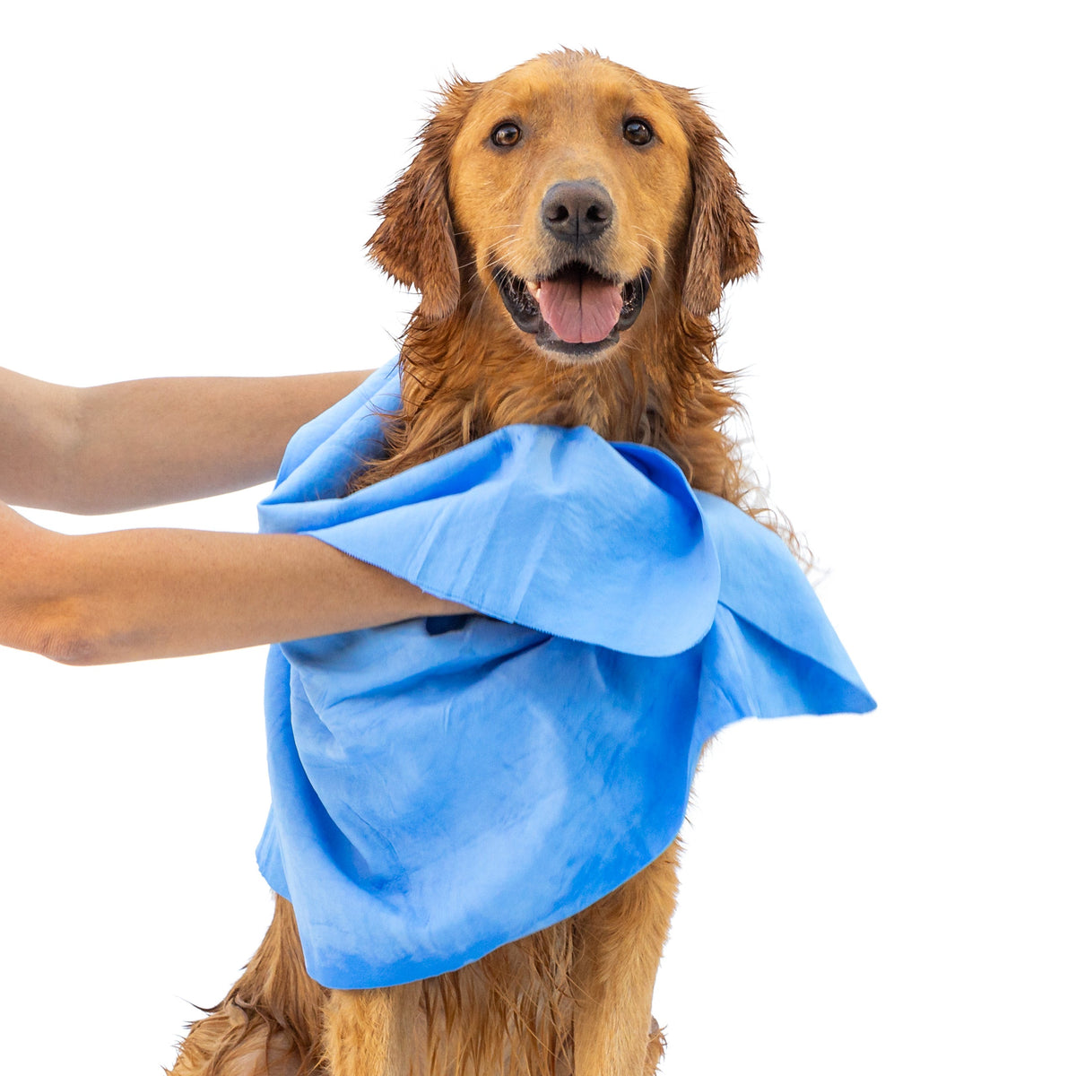 Wet golden retriever being dried with the bright blue Rubyloo dog drying shammy towel